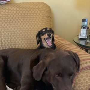 Meet your Posher, Olivia